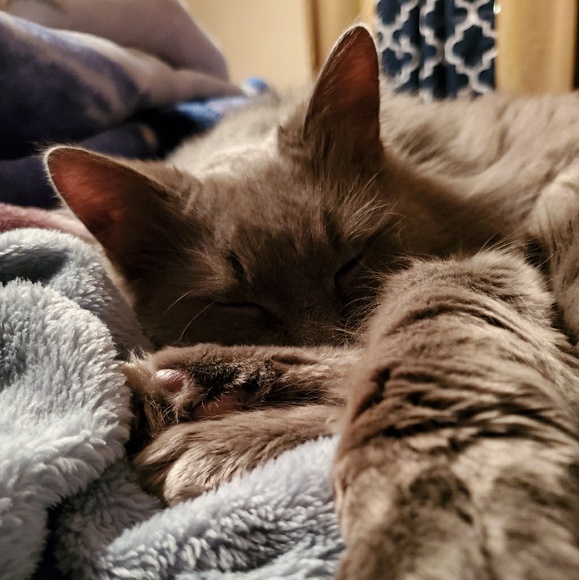 Meet your Posher, Lindsey - Picture 1 of 1